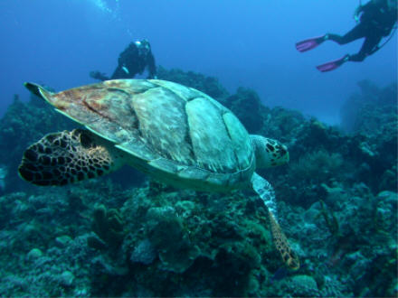 Cozumel Turtle