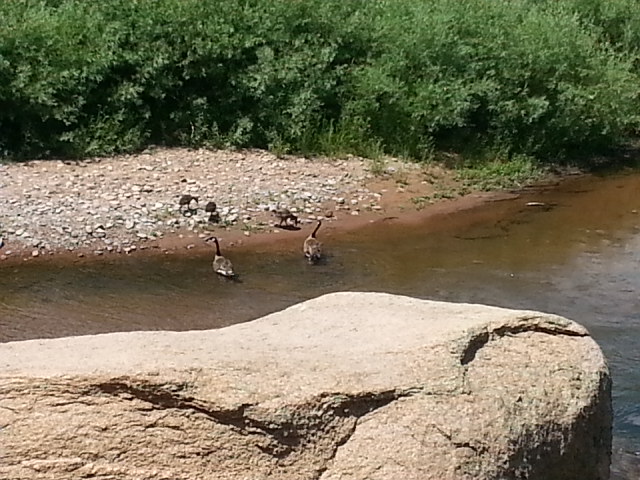 Ducks Tubing