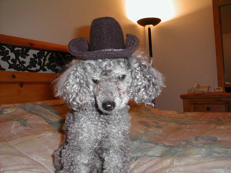 Cowboy Poodle
